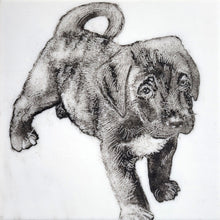 Load image into Gallery viewer, Powdered Pet Portraits- Sept 12