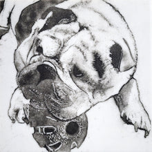 Load image into Gallery viewer, Powdered Pet Portraits- Sept 12